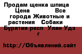 Продам щенка шпица.  › Цена ­ 15 000 - Все города Животные и растения » Собаки   . Бурятия респ.,Улан-Удэ г.